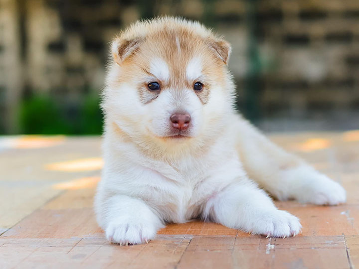幼犬训练班