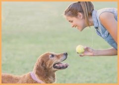 犬训练巨贵犬多大可以训练