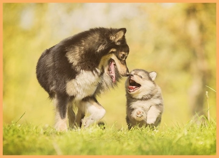 北京宠物训犬培训（宠物训犬师培训训犬师训练）