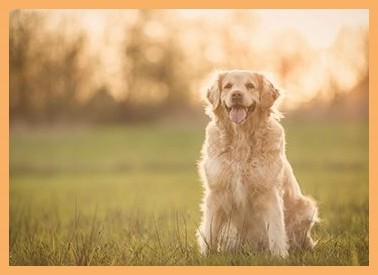 宠物犬培训德牧培训