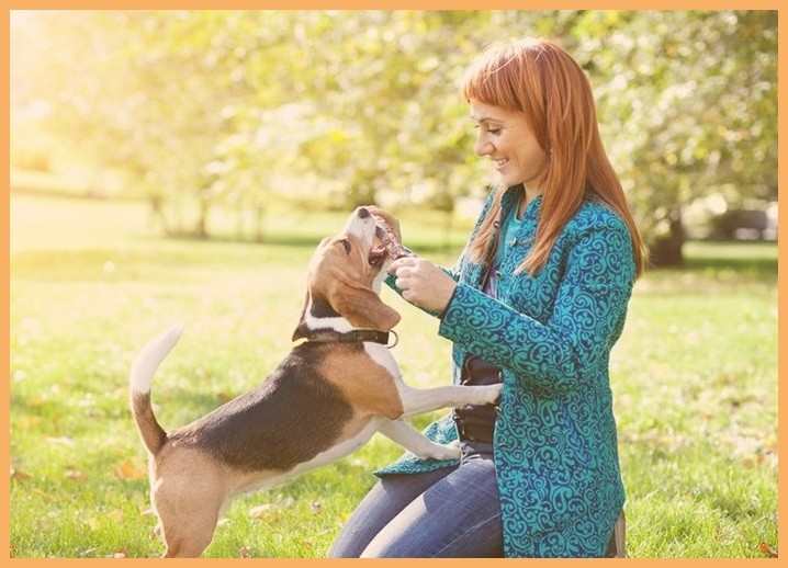 幼犬训练边境牧羊犬训练