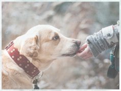 宠物专业学校多少钱怎么样训练拉布拉多犬