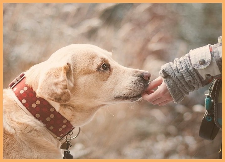 训练宠物犬拉布拉多犬训练