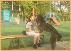 北京宠物美容培训学校哪家好（北京宠物美容培训学校排名）