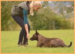 幼犬训练边境牧羊犬训练