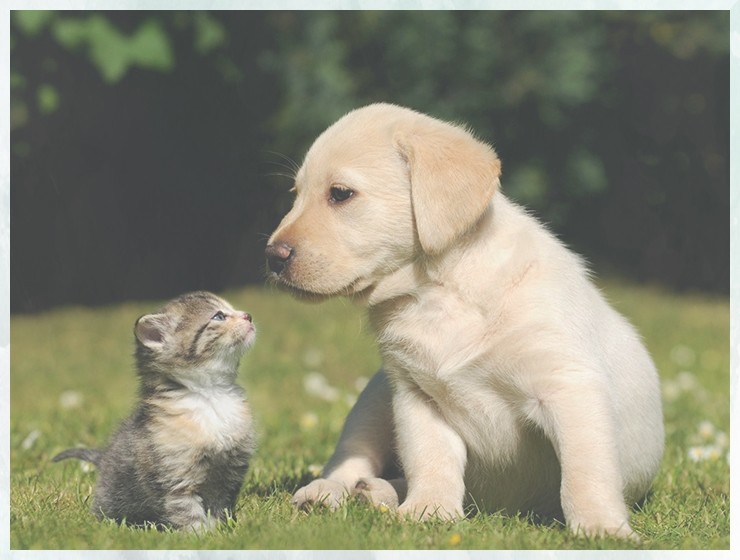 宠物训犬培训狗狗代训多少钱