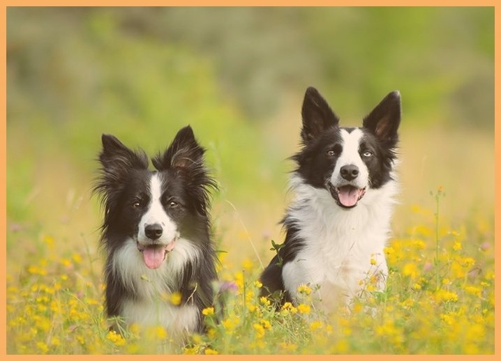 宠物学校地址金毛犬怎么训练大小便