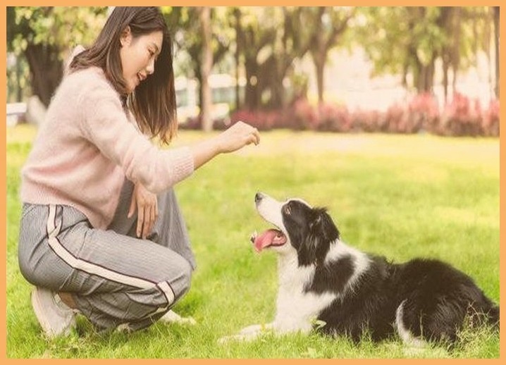 北京宠物训犬培训（宠物训犬师培训训犬师训练）