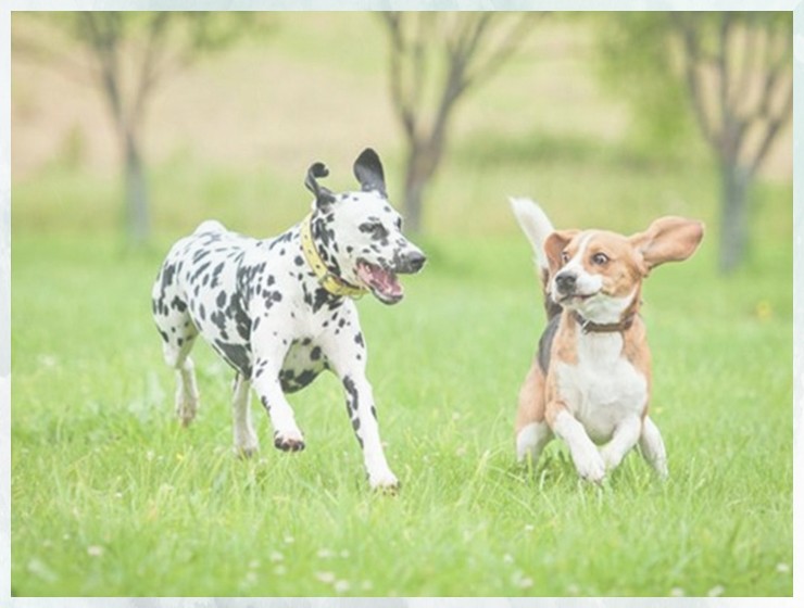 上门训犬卡斯罗训练