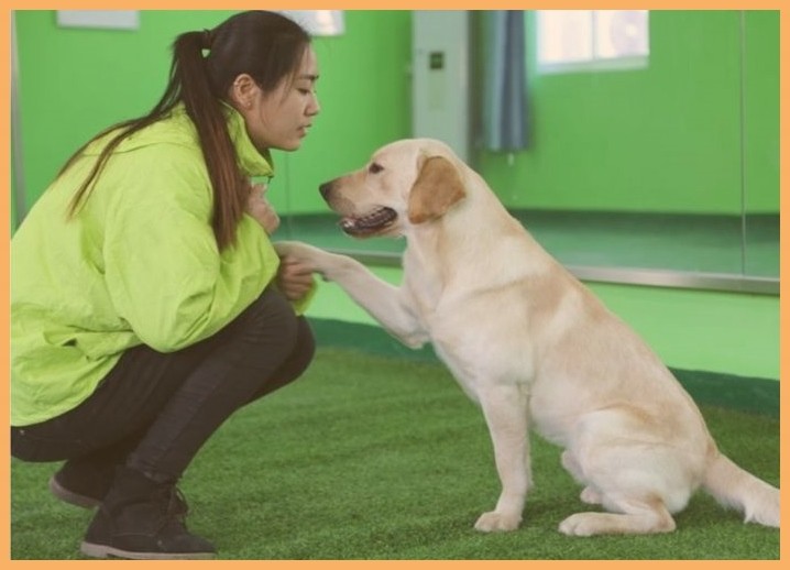 宠物犬培训学校多少钱狗狗总是随地大小便