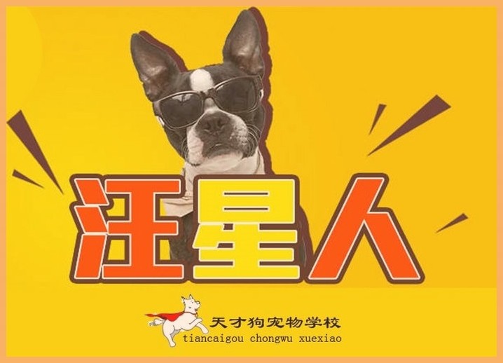 北京狗狗训练学校（北京狗狗训练学校一个月大约多少钱）