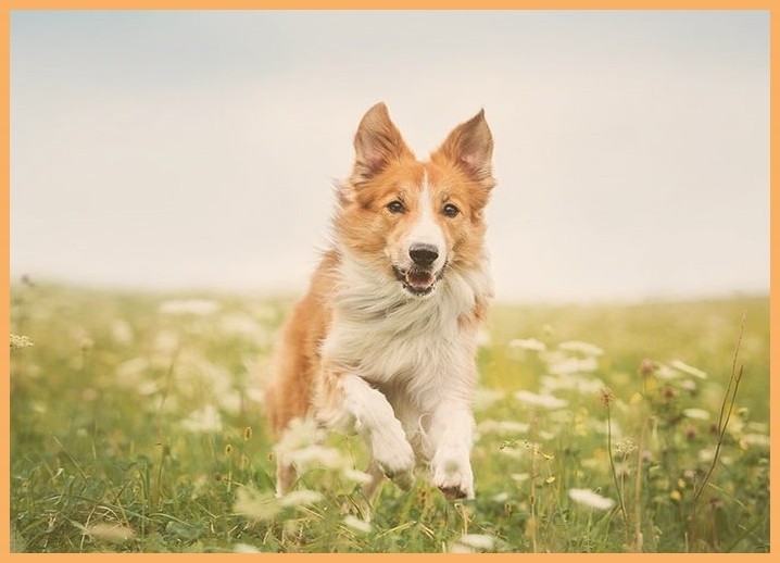 驯犬课程如何训练狗在室外排便