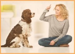 北京宠物训犬培训（宠物训犬师培训训犬师训练）
