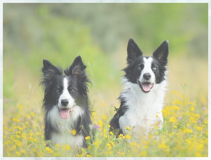 训犬训练狗狗不乱叫