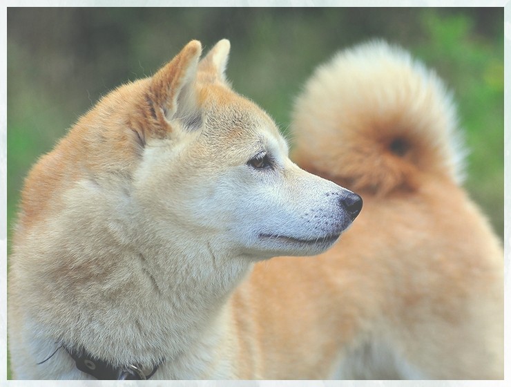 训犬训练狗狗不乱叫