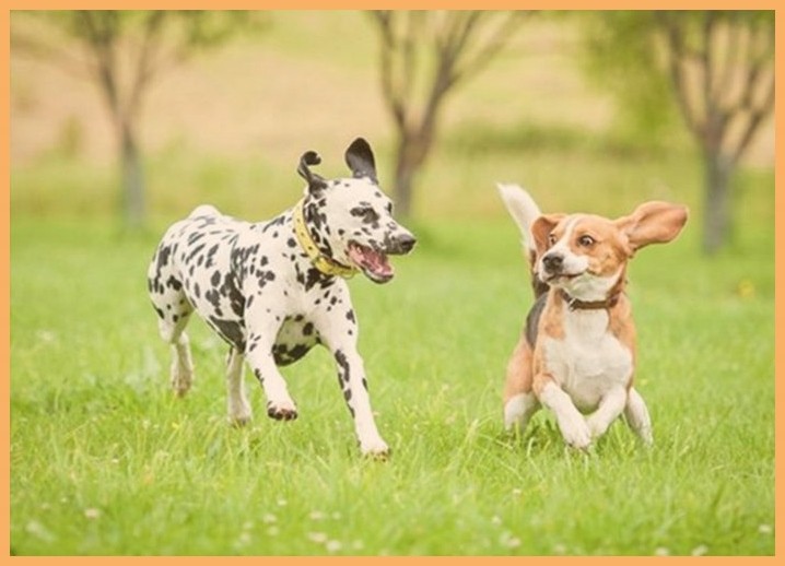 宠物寄养训练德国牧羊犬训练